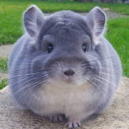 mymodernmet:Adorable Violet Chinchillas Look Like Perfect Circles from Behind