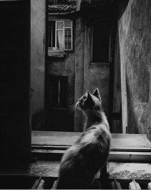 thenightwhisperer:  Picture by Placet_Experiri 