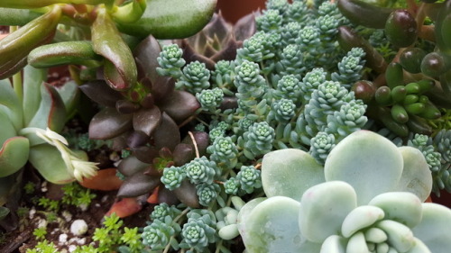 hellospriggan:Back in my parents’ greenhouse for the day