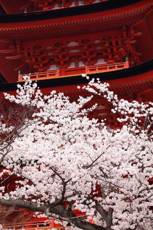lifeisverybeautiful: Cherry Blossom, Japan 桜花 by makoto isa on 500px  