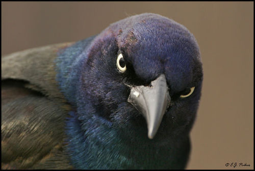 dollsahoy: beansproutmomo: parliamentrook: grackles are such fancy asshole birds, I love them photo 