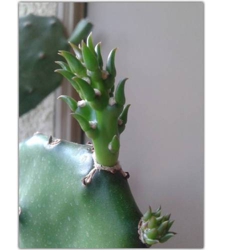 #donttouchme pic#2 °°°°°°°°°°°°°°°°°°′°°°°°°°°°°°°°°°°°°°°°°°°°°°°°°°°°°°°°°°°°°° #cacti#teraryum#su