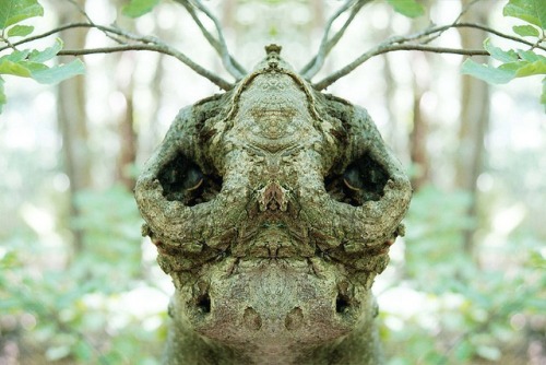werecakes: unexplained-events:  Dream Creatures Photographer Elido Turco photographs trees while tak