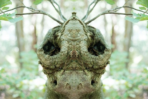 unexplained-events:Dream CreaturesPhotographer Elido Turco photographs trees while taking a walk in 