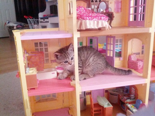 catsbeaversandducks:Cats Breaking Into Doll Houses“I hope Barbie and Ken aren’t allergic.” (images v