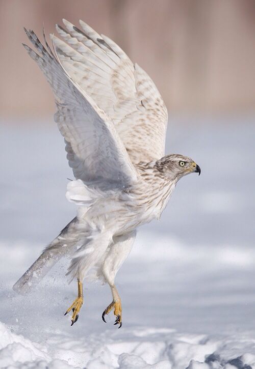 birds-of-prey-daily:
“Siberian Goshawk
”