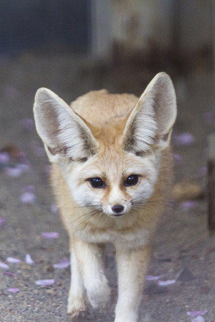 theanimaleffect:  Fennec fox by yasa_ on Flickr.