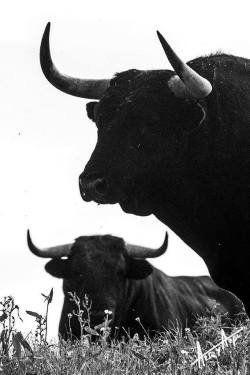 tauromaquias:  Toros de lidia 