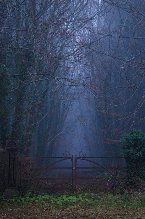 accio-forest:The Dark Woods by Fergal Gleeson