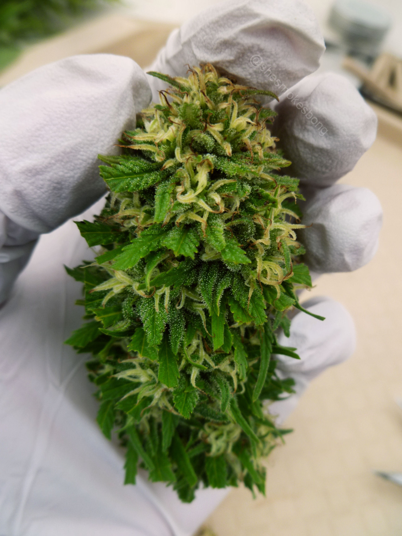 Marijuana Daily