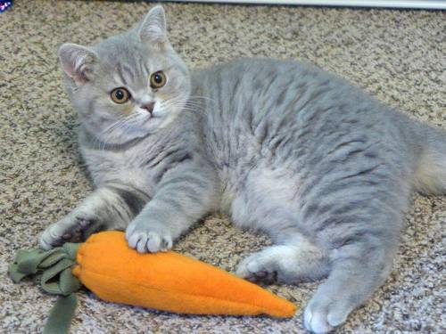 bebopbop:Gipsy Danger loves her Carrot (hint hint, it’s full of catnip)