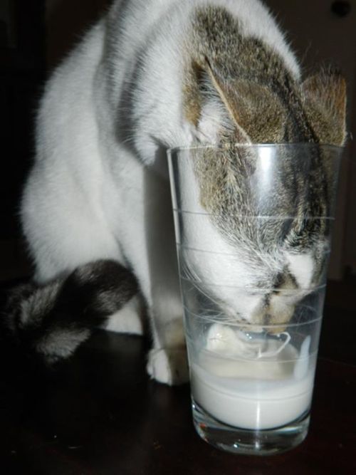 Furry drinking milk (Submitted by delphinia)