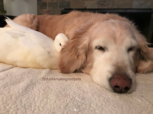 d20-darling: catsbeaversandducks: Rudy The Duck And Barclay The Dog Photos by DucksMakeGreatPets @ro