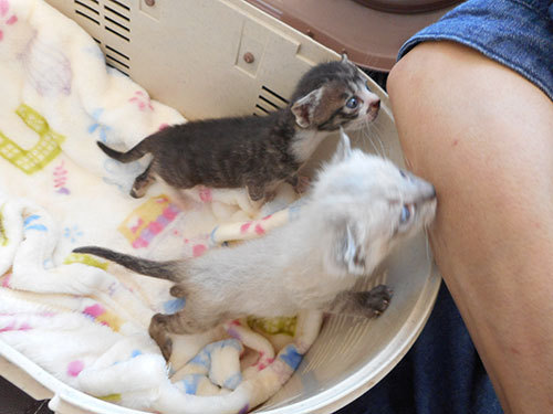 猫譲ります掲示板 里親募集掲示板（保護動物専用）