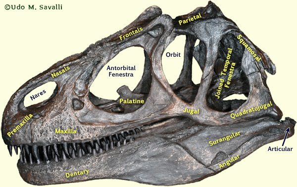 A Dinosaur A Day · Why do crocodilians have their ears in their...