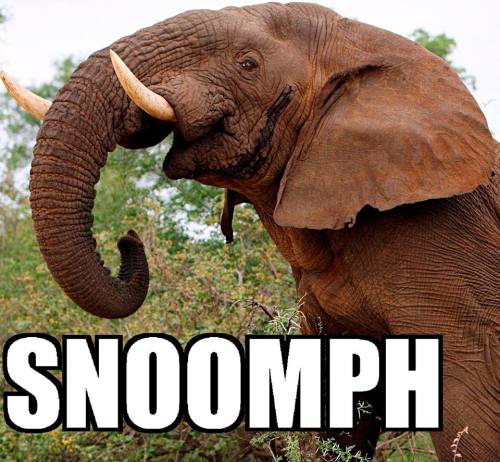 snoomphs, for World Elephant Day