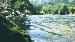 leahberman:  moss lightKings River, Californiainstagram