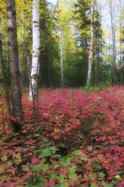 Tulipnight:  Fall Blanket Of Leaves By Doug Brown 