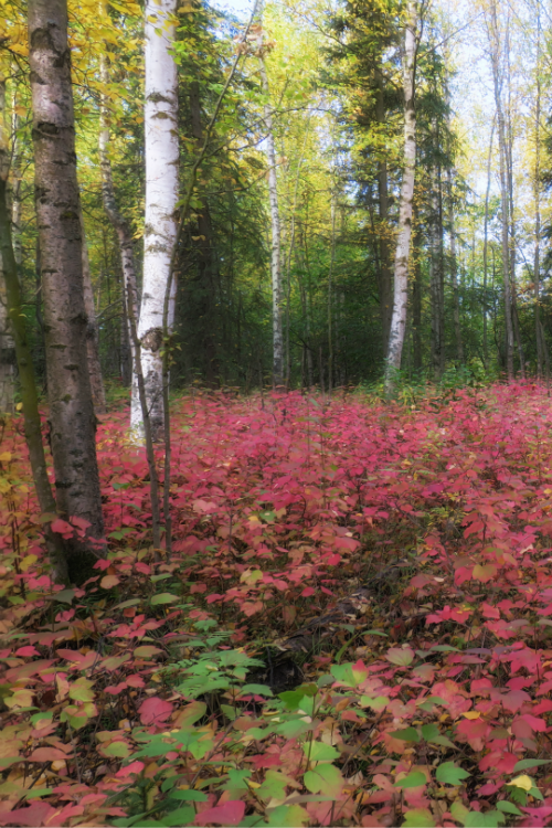 tulipnight:  Fall Blanket of Leaves by Doug Brown 