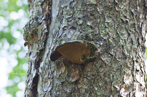 phellinus pini