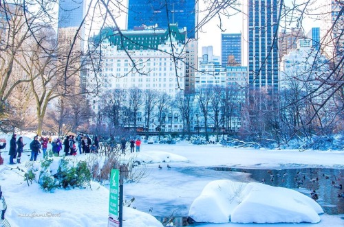 newyorkcityfeelings:  The #jonas2016 aftermath covered #CentralPark in❄️white by @mitzgami