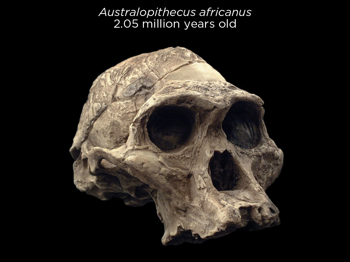 skunkbear:  Beautiful reconstructed hominin skulls — the early members of humanity’s