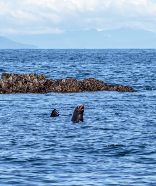 throughmonstrouseyes:  Lion of the sea.At Neck Point Park, Nanaimo.  © Irene P., 2018.   