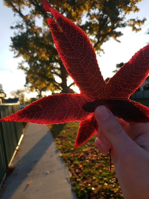 The Pretty Translucent Leaf