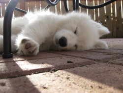 skookumthesamoyed:when did table get so little? i used to sleep under but it shrinkded!
