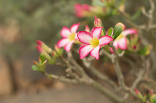 Desert Rose At Pittsburghs Phipps Conservatory.