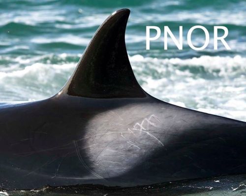 thestrandingorcas:  PNOR recently released this HQ ID picture of female Llen (PTN-010) from this yea