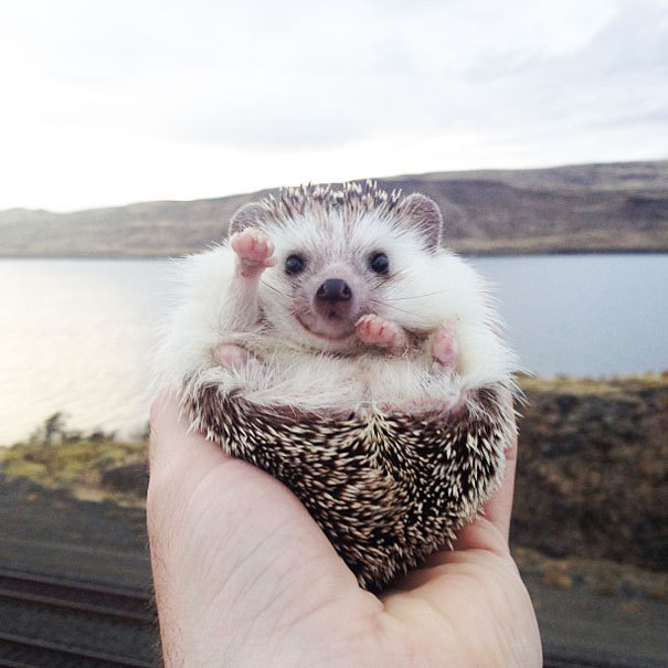 indoor-plants:  fairylene:  the adventures of a cute hedgehog ｡◕‿◕｡  So