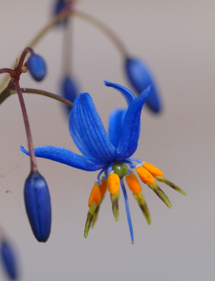 libutron: Blue Flax Lily | ©MacChristiansen Inflorescence of Dianella longifolia (Asparagales -