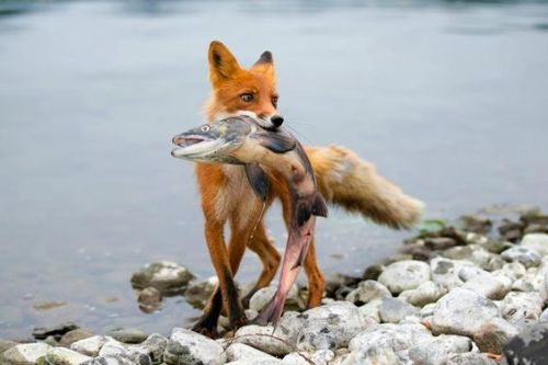 freshcoolwater:Fishing Red Fox (Vulpes vulpes)