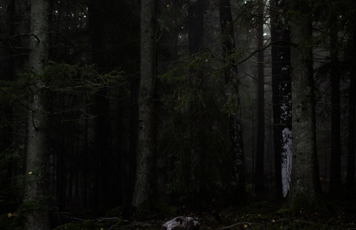 forndom:Viþer© Forndom