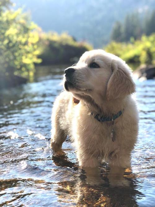 awwww-cute:First time in the river for our new pup (Source: https://ift.tt/2Q48zt5)