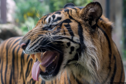 jaguarsandco: Keahi ♂ - In “Gene Simmons” Mode by Harimau Kayu (AKA Sumatra-Tiger)