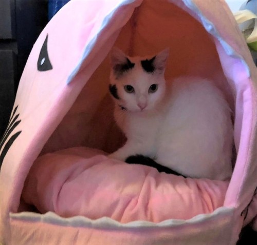 benzolita:two boys in their shark bed