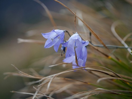 Campanula rotundifolia “Mountain Harebell” CampanulaceaeTwo Medicine, Glacier National P