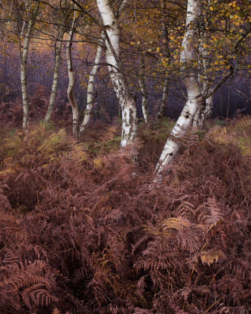 Touch, Fire and Fallen by Lee Acaster