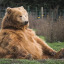 aro-bear