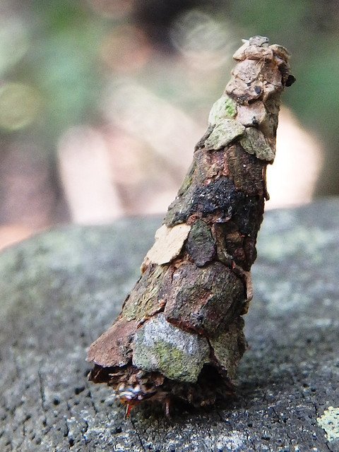 XXX vegannerdgirl: monotreme-dream:  Bagworm photo