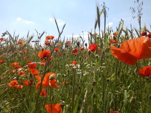 Qu'ils sont beaux nos coquelicots sans glypho