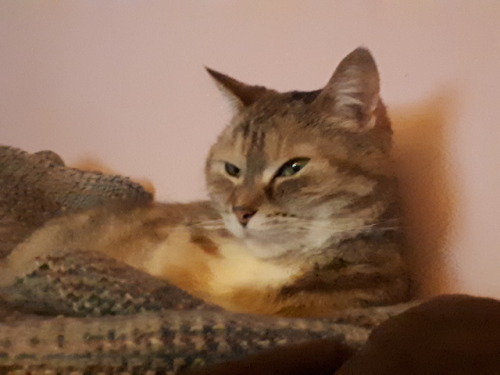 Tora lounging on the top of the couch