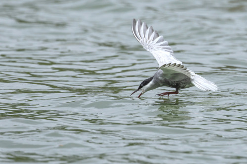 クロハラアジサシ(Whiskered Tern)