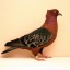 shiny-pigeon