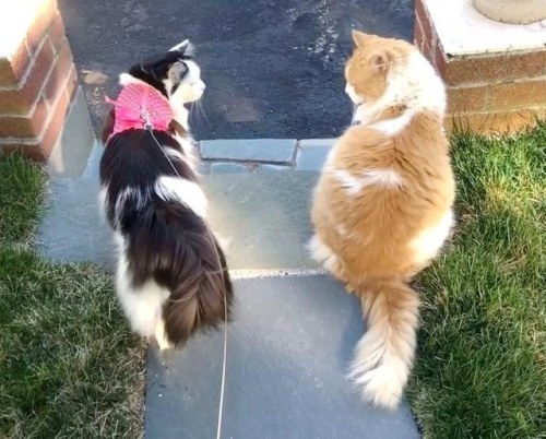 craycrayanon: allthyvexations: nunyabizni: catsbeaversandducks: Neighbor’s Cat Comes to See Hi