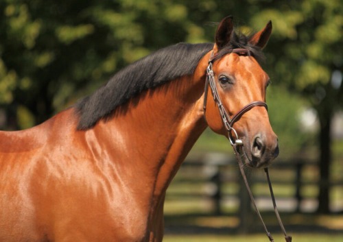 German sport horse