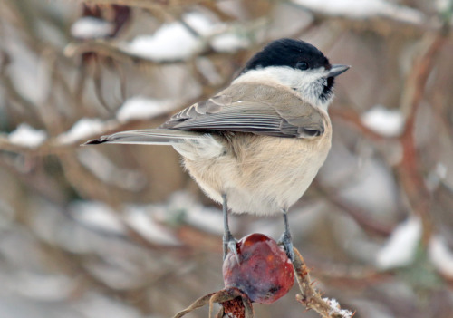 This is a Willow tit (talltita) or a Marsh tit (entita). We have them both here, and it’s often hard