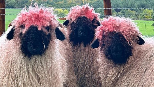 lionfloss:lionfloss:The Swiss Valais Blacknose porn pictures